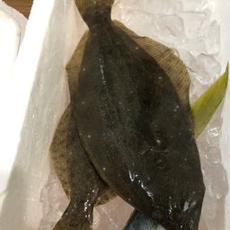 ヒラメ