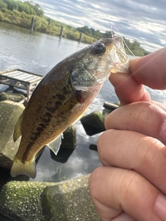 ラージマウスバスの釣果