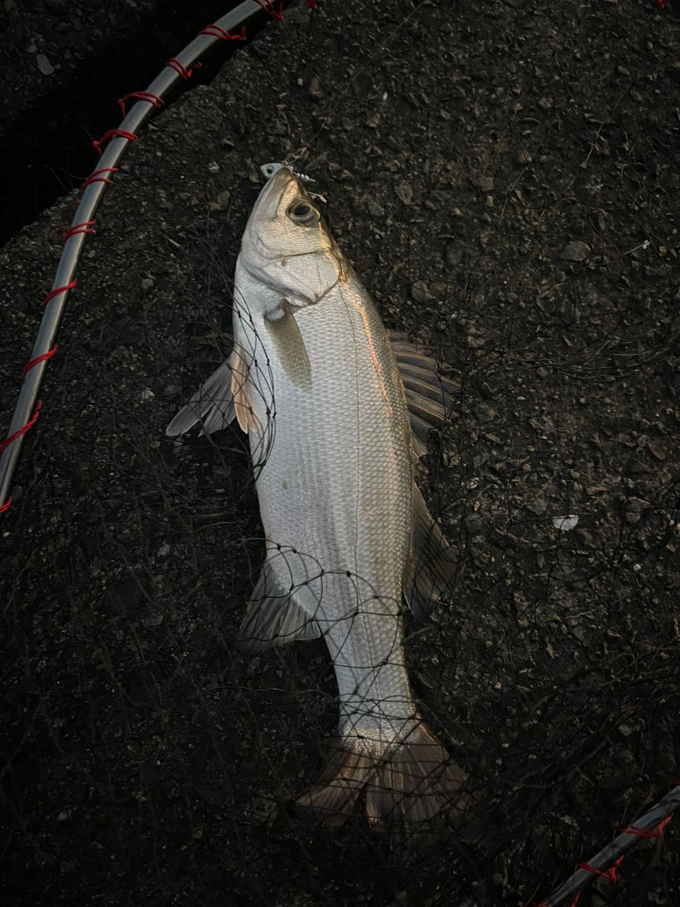 セイゴ（ヒラスズキ）