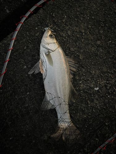 セイゴ(ヒラスズキ)の釣果