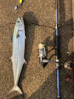 サゴシの釣果