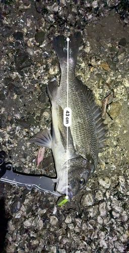 チヌの釣果