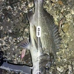 チヌ
