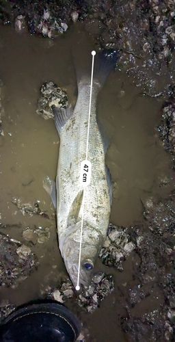 フッコ(ヒラスズキ)の釣果