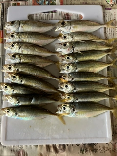 アジの釣果