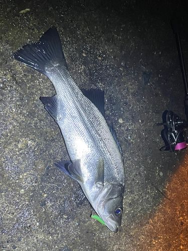ヒラスズキの釣果