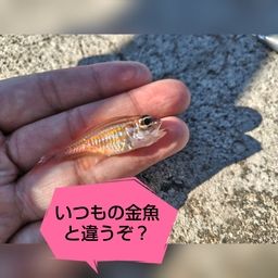 キンセンイシモチ