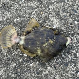 カワハギ
