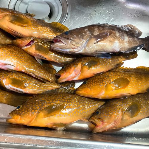 キジハタの釣果