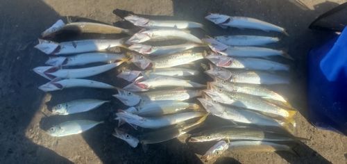 カマスの釣果