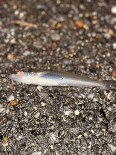 シロギスの釣果