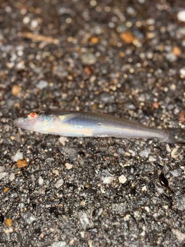 シロギスの釣果