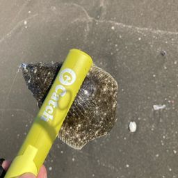 ヒラメ