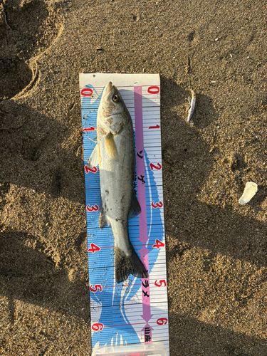 フッコ（マルスズキ）の釣果