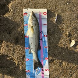 フッコ（マルスズキ）