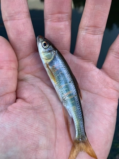 オイカワの釣果