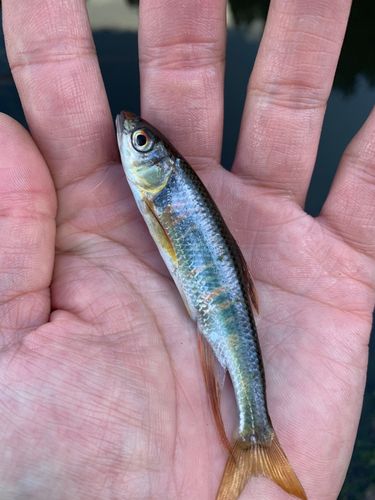 オイカワの釣果