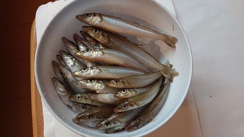 キスの釣果