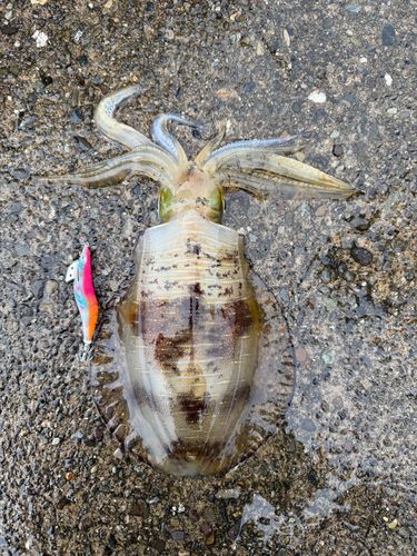 アオリイカの釣果