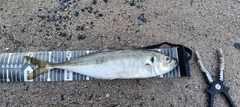 マアジの釣果