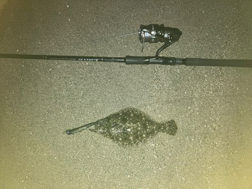 ソゲの釣果