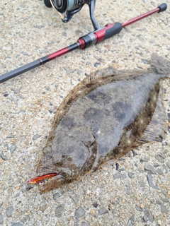 ヒラメの釣果