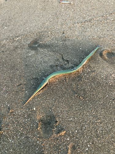 ダツの釣果