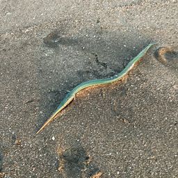 ダツ