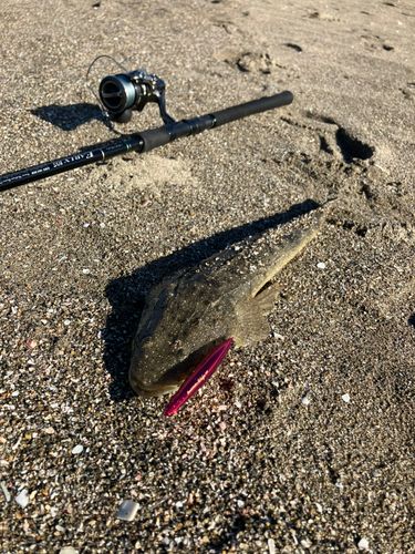 マゴチの釣果