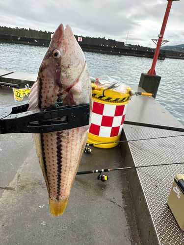 キュウセンの釣果