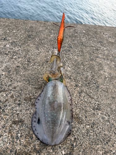 アオリイカの釣果