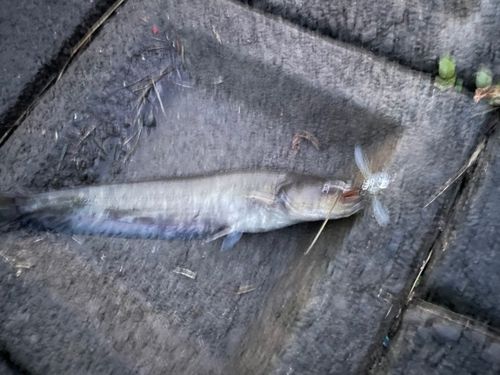 ニホンナマズの釣果