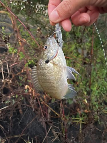 ブルーギルの釣果
