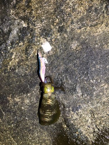 仁科漁港