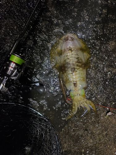 アオリイカの釣果