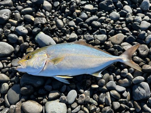 ショゴの釣果