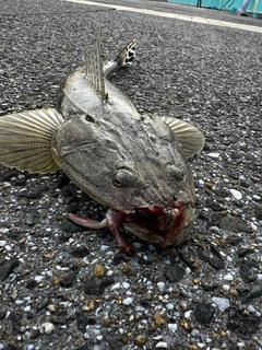 マゴチの釣果