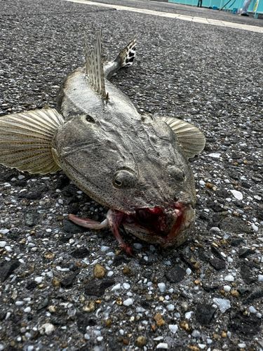 マゴチの釣果