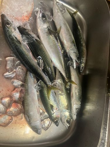 サバの釣果