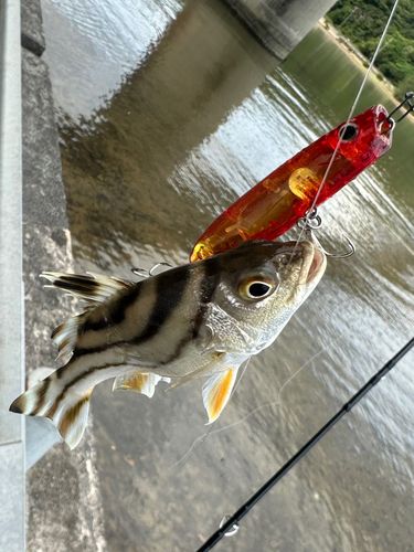 コトヒキの釣果