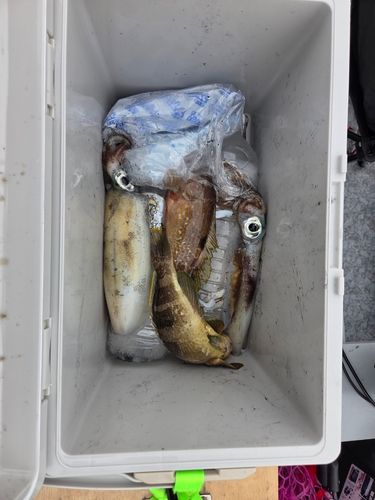 フクラギの釣果