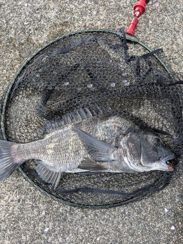 クロダイの釣果