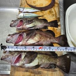 クロメバル