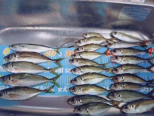 アジの釣果