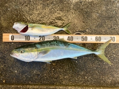 ワラサの釣果