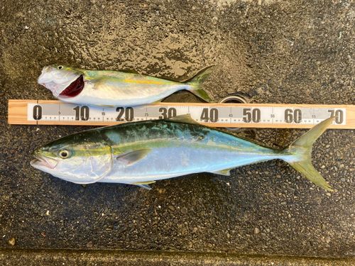 ワラサの釣果