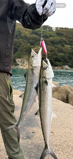 サゴシの釣果