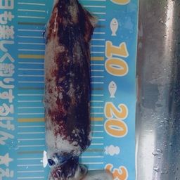 アオリイカ