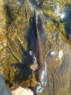 マナマズの釣果