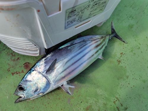 カツオの釣果